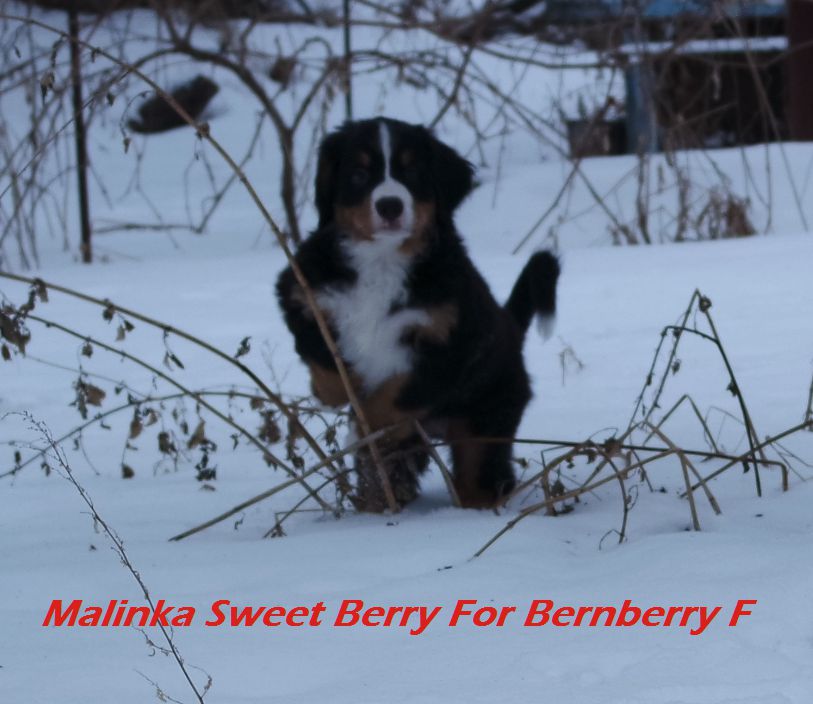 Malinka Sweet Berry For Bernberry F2.jpg