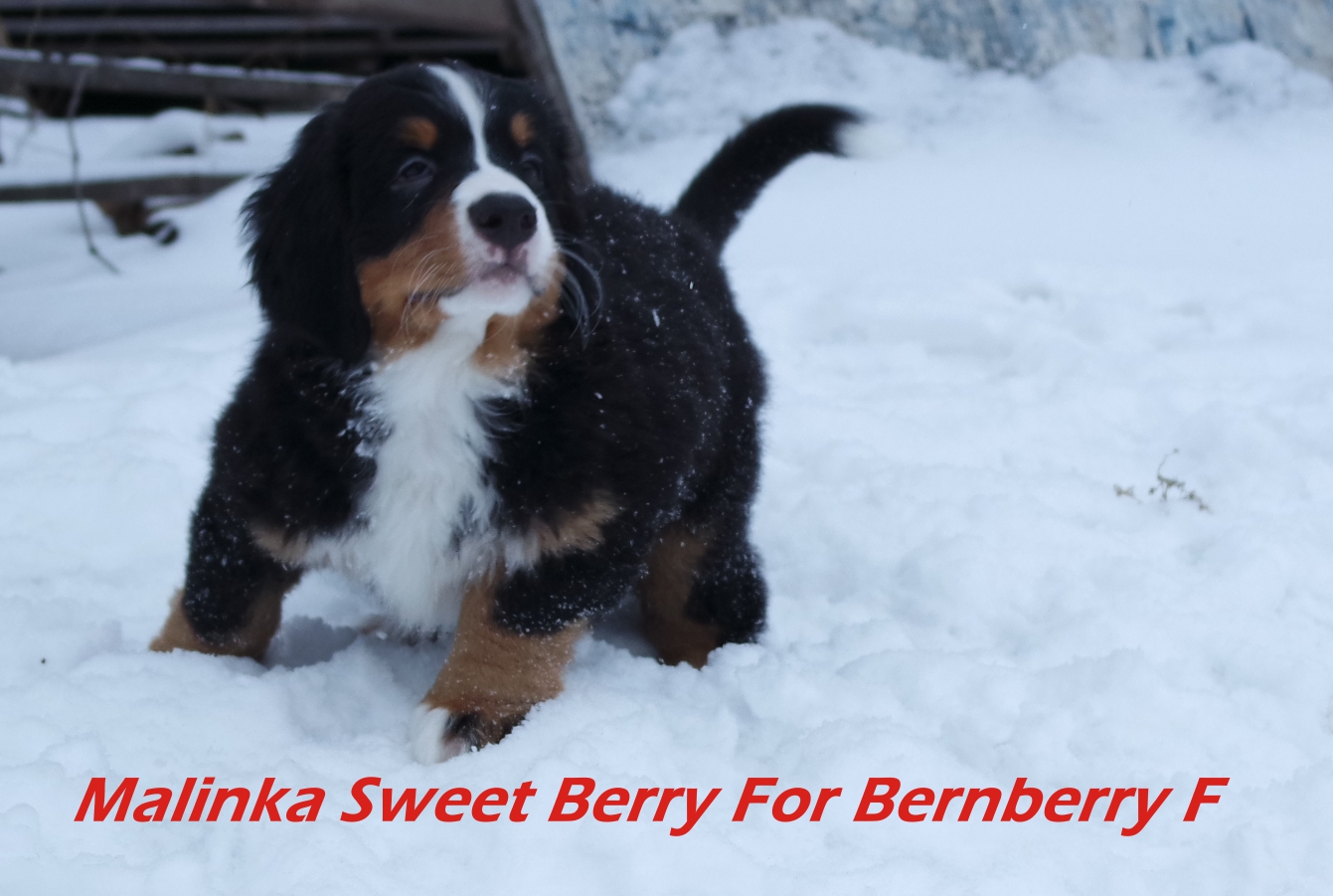 Malinka Sweet Berry For Bernberry F3.jpg
